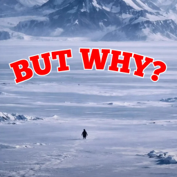 But Why Penguin Obby