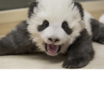 Save extinct pandas