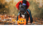 Pup stars fun