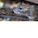 Gerald the rat fanclub