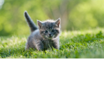 Kitty cats...