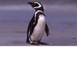 Pingüinos!! :D