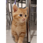 Katss kats kats kats