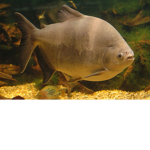 Socialist Republic Of Serbia Fish