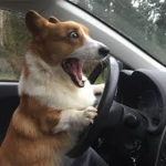 DOG!!!