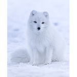 Arctic Fox Fan Club