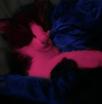 itscutiejr