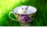 Rodent Gangg