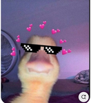ENTEN FANGRUPPE
