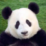 Panda Productions!