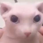 B e t h a n y F a n G r o u p