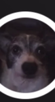 The Strange Dog Squad