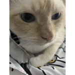 Mangos MEOW