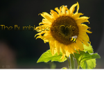 .The Bumble Beez Cafe.