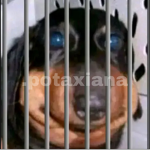 perro.gate