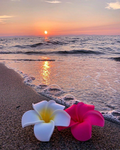 ~simplyBlossom~