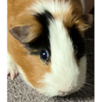 Galaxy guineapigs yt forever