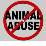stop abuse to animals