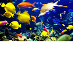 Fish Owners and Fish Fans (F.O.F.F)