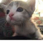 Cat love :D