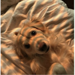 Uʜᴍʙᴜᴇɴᴏ?
