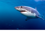 mega awesome sharks for all