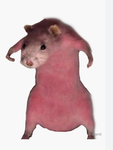 Rosie's rats