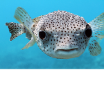 puffer ##### defense group