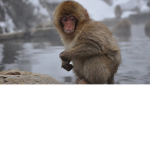 Monkeу