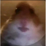 hamester