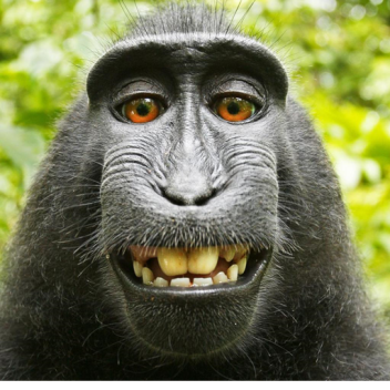 Spongebob is the Killer