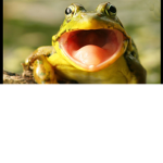 le phrogs