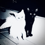 synquixx