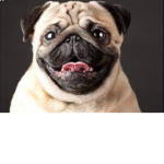 Dog1234