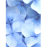 ••Flowers••
