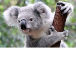 KOALA GAGNE