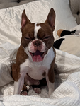 FrankieFranks