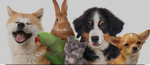 Love all pets pets are perfect