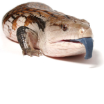 The Blue Tongue Skink Peoples
