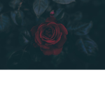 Rose Gold Clothing™