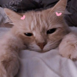Catz kittys