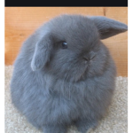 The Rabbit Club :D