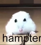 Hampter group :3