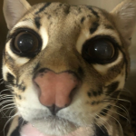 Ocelot Outfits