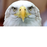U.S.A Navy of America
