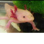 Me love axolotl