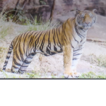 Tiger packs