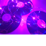 ·*Orchidsea *·