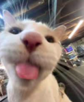 average mewsters