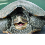 TEAM_TURTLE